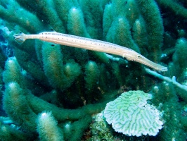 Trumptefish IMG 6884